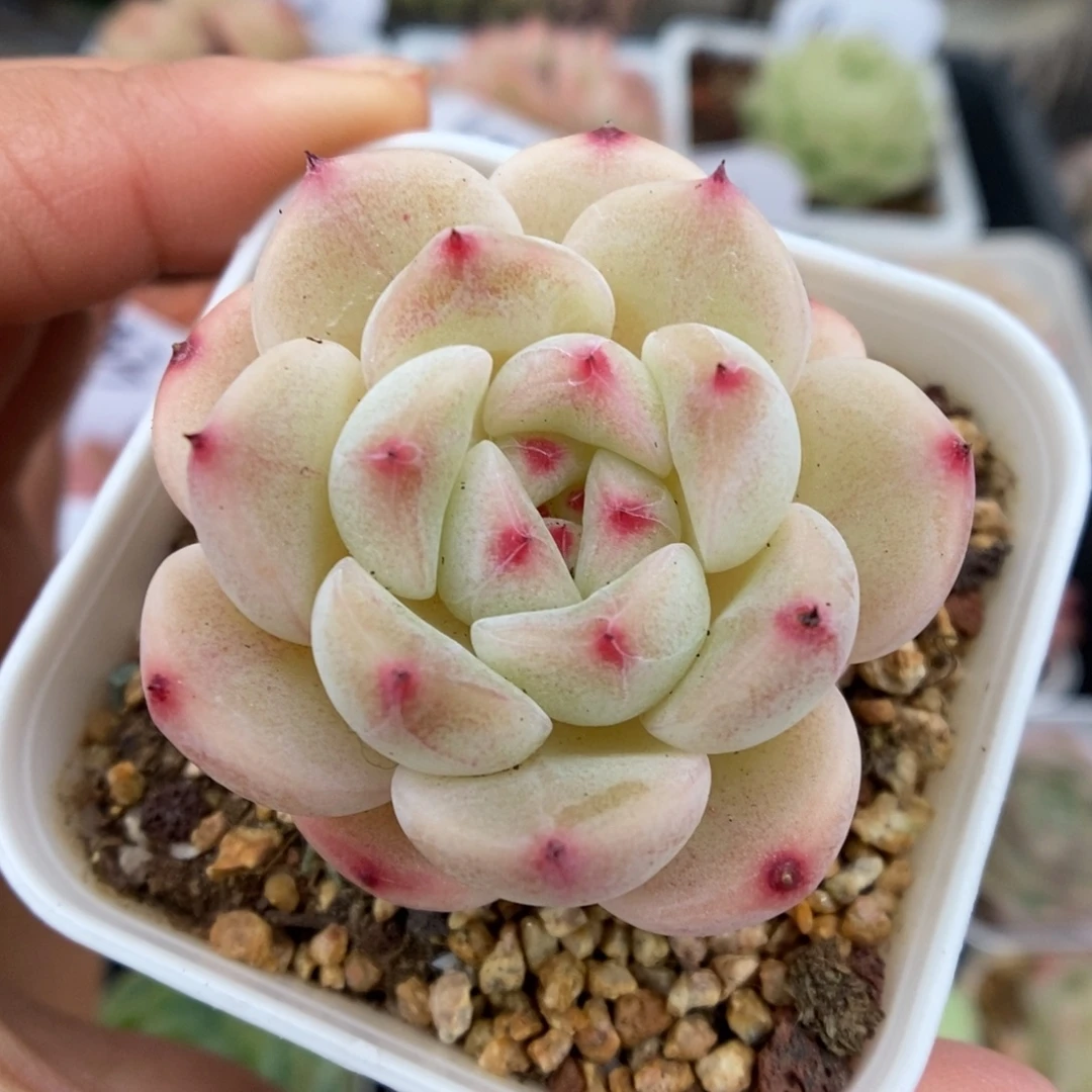 蜜糖甜心可拍768号。