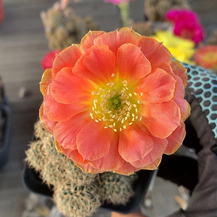 1019 侧芽自根丽花6厘米盆