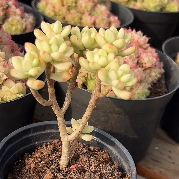 糖果米奇锦   福利多多