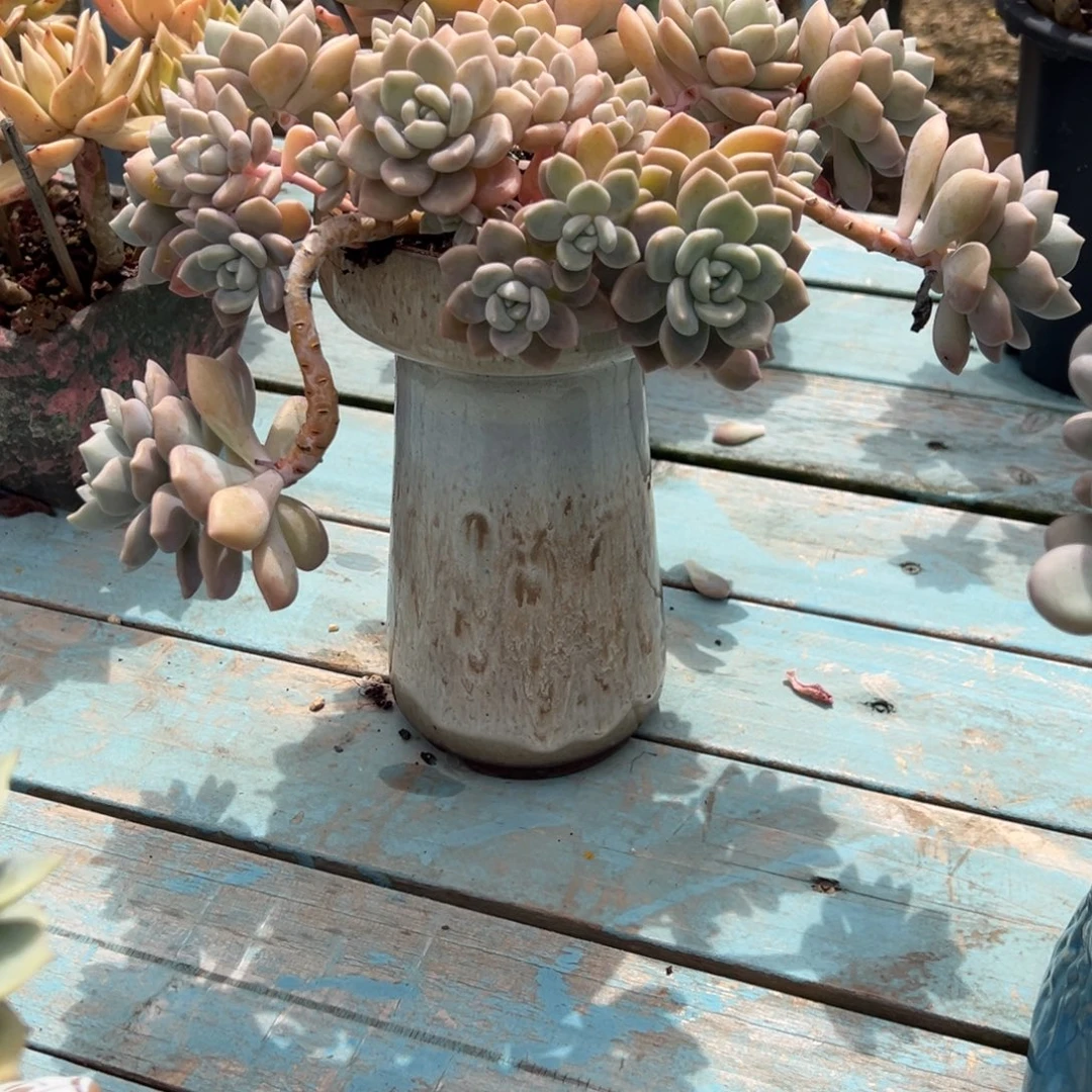 往***飞克洛伊带盆多肉植物不包物流费