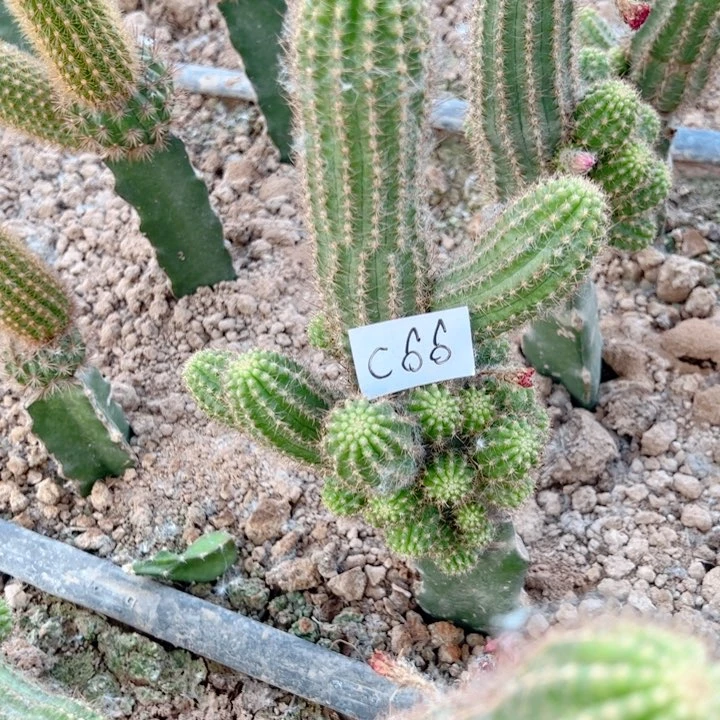 冰**洁C66嫁接白檀28.888