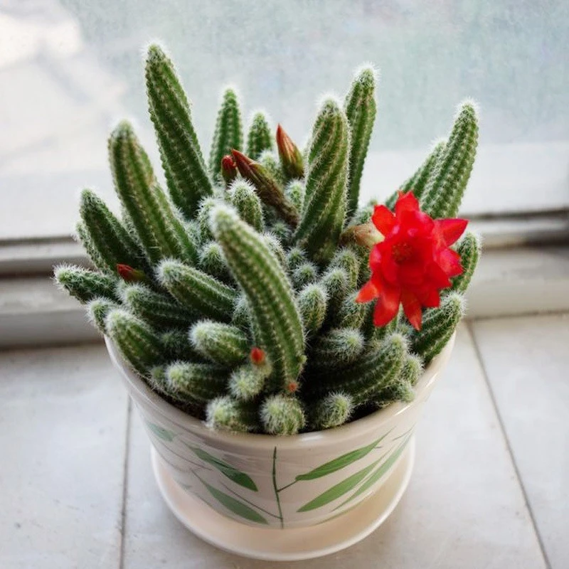 毛毛虫白檀仙人掌仙人指盆栽垂吊开花多肉植物室内绿植盆栽仙人球