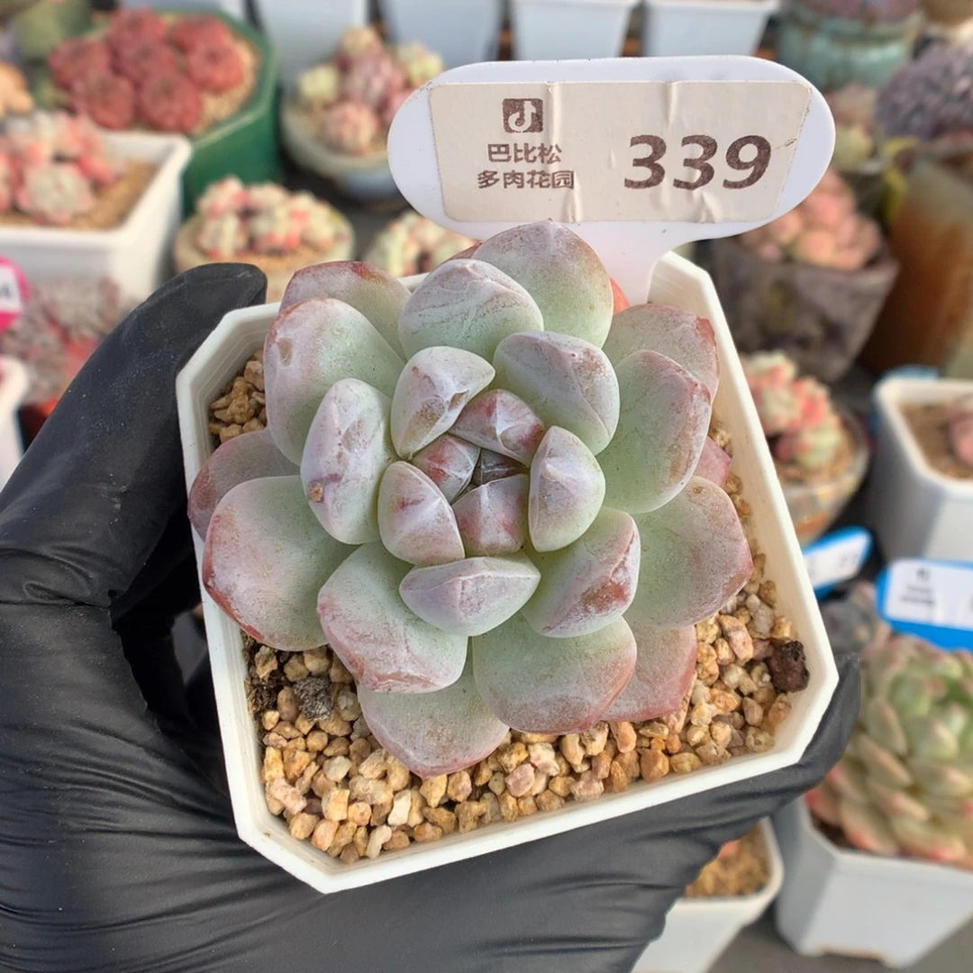 339 紫心冰玉石化