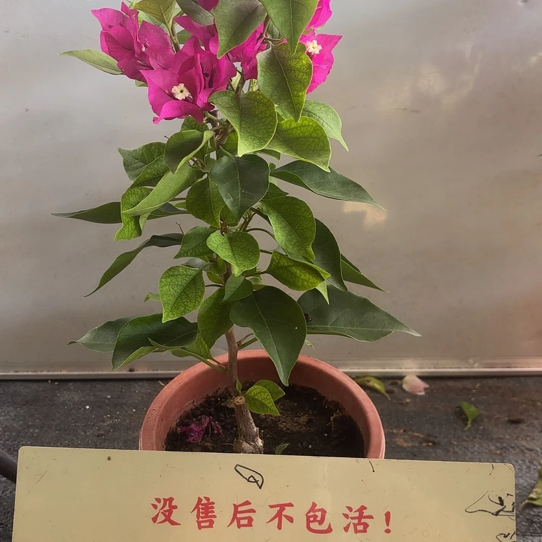 城***.无花朵菲菲娜三角梅