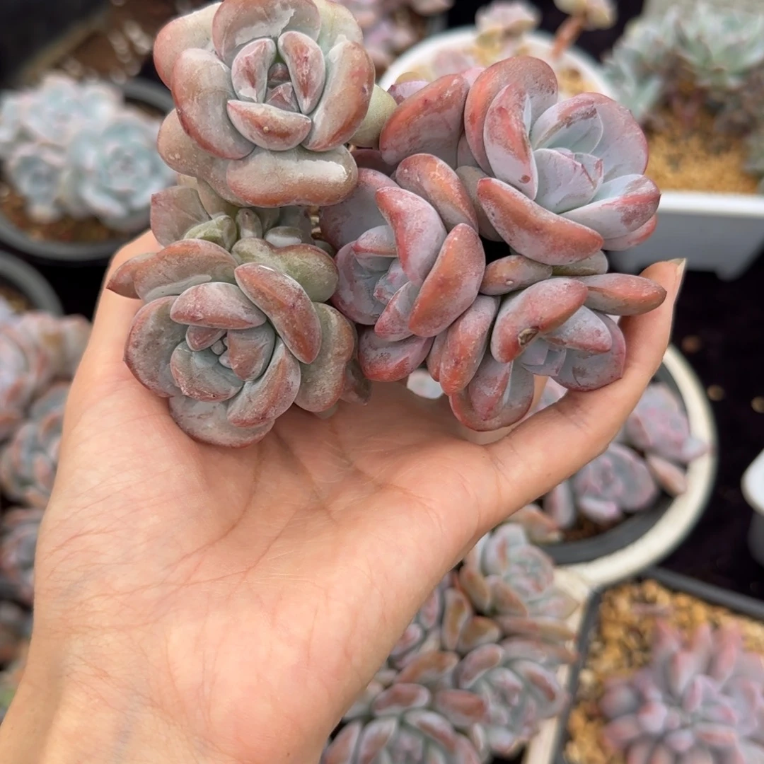 两颗星影一物一拍