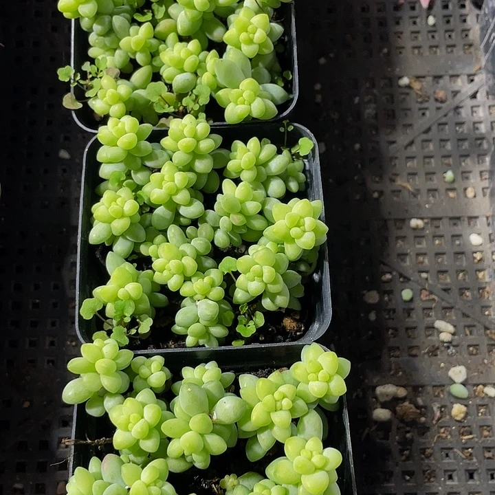 玉坠2.8带盆土发货