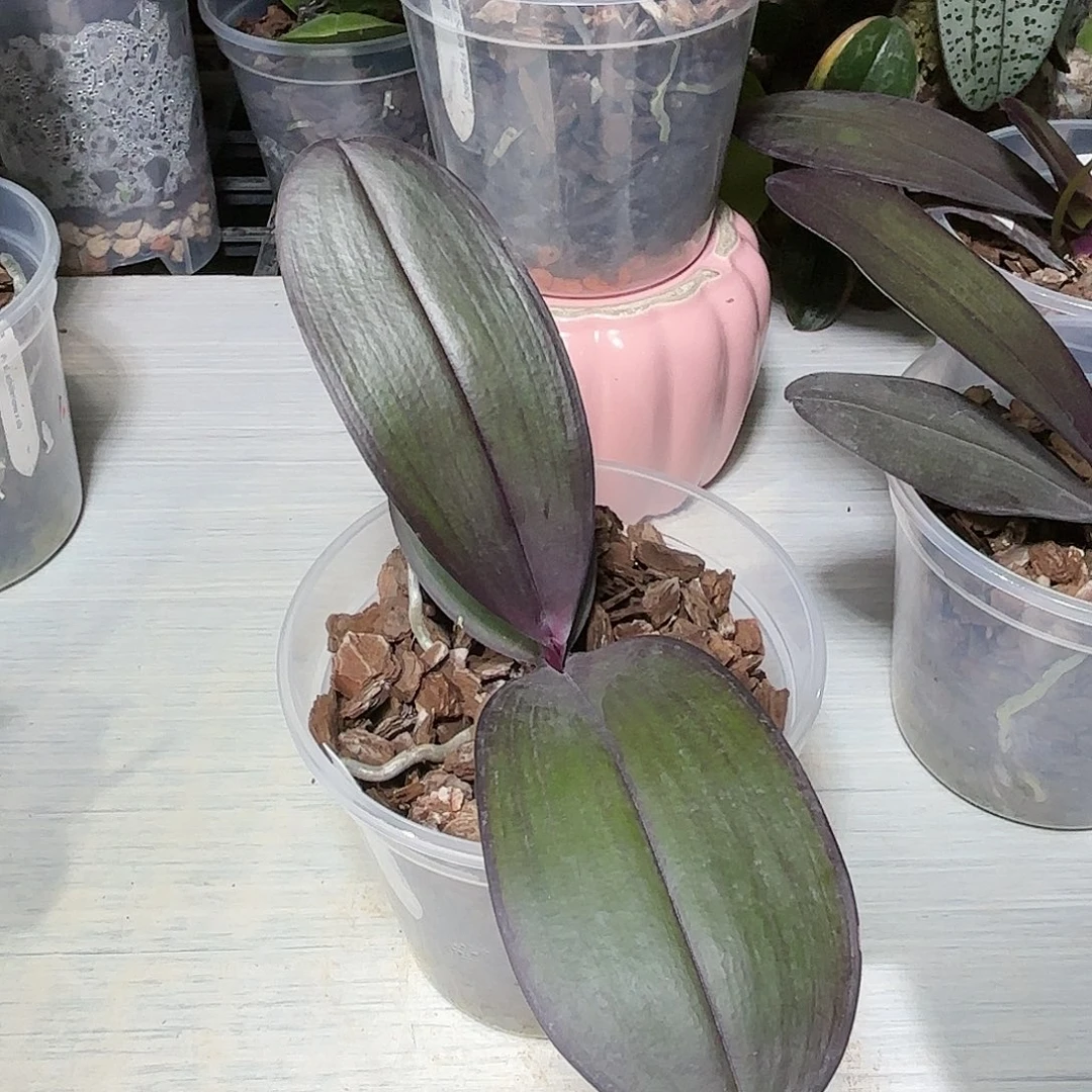 最****当前无花栽培后可以开花红宝石