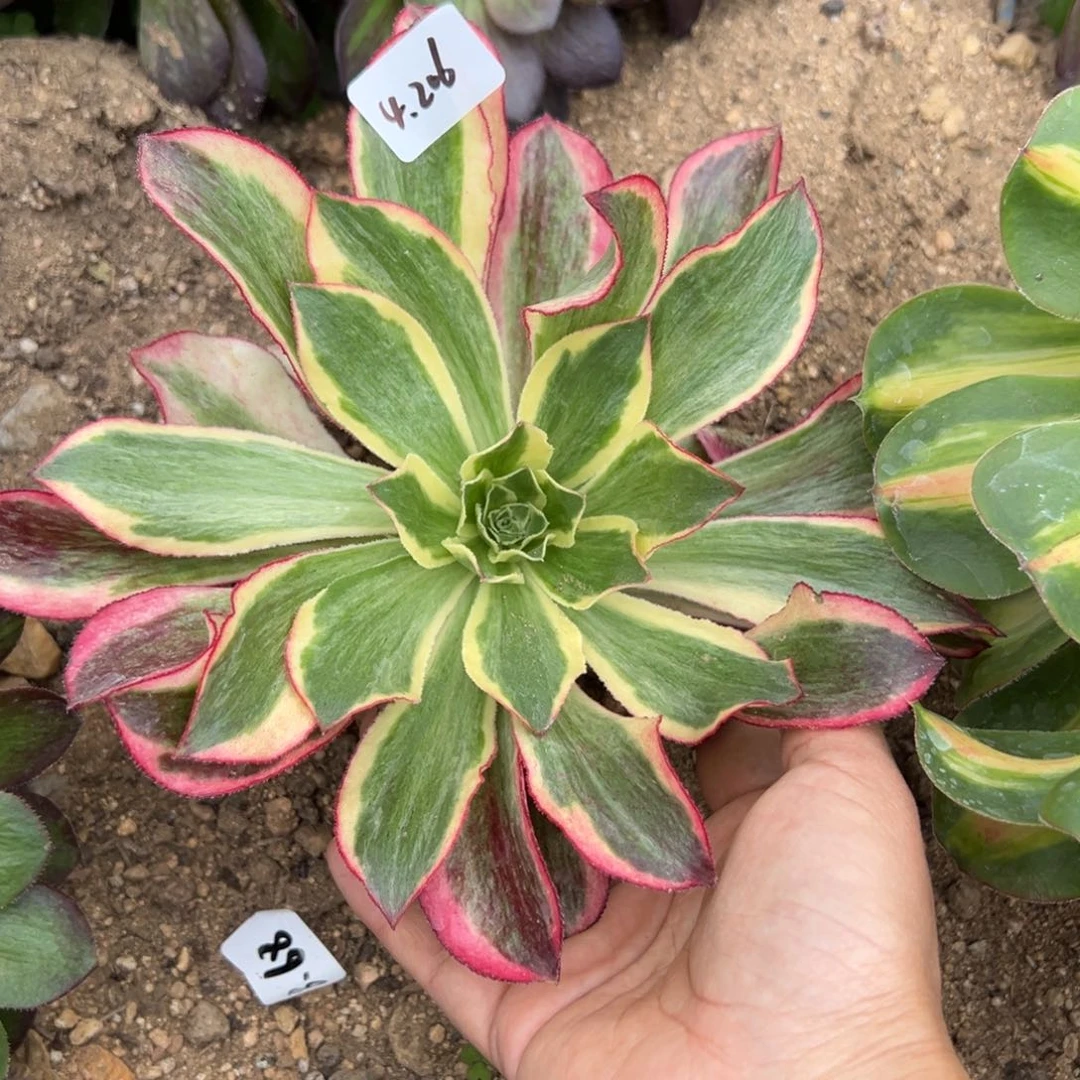 20包邮206魅影带崽15.8一颗