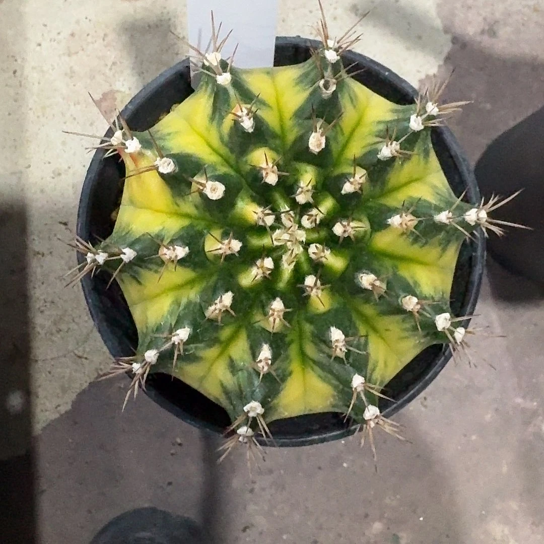 L147-1125广东发货 松饼