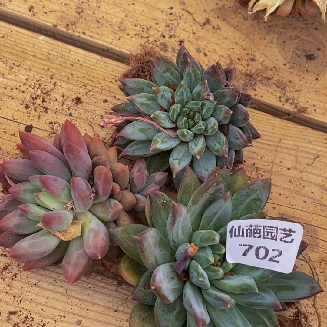 702多肉植物保护