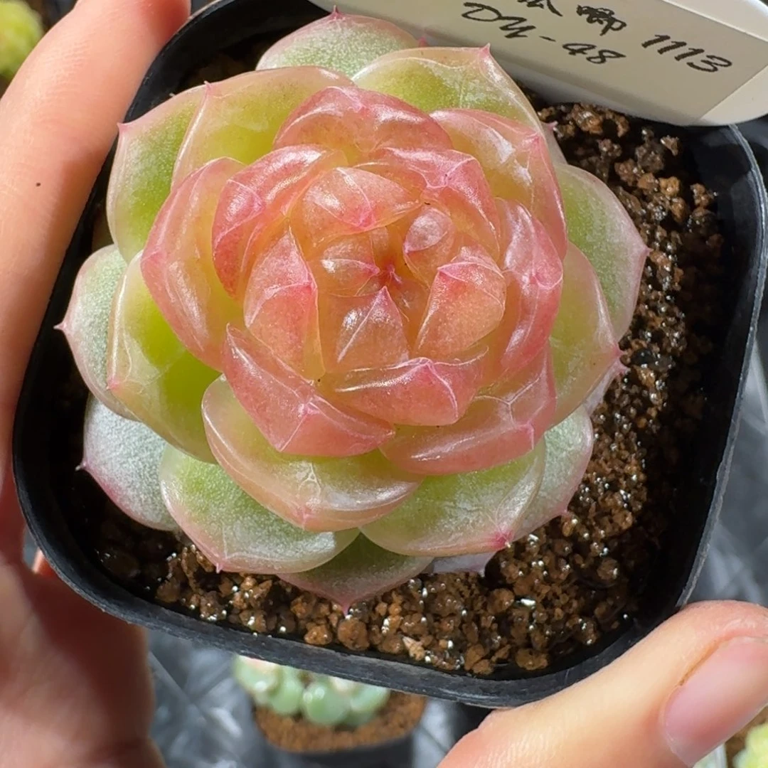 1113-48-追月单头