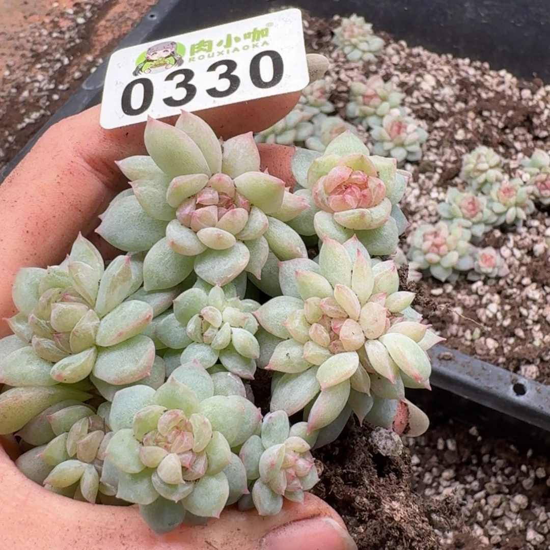 林***3多肉植物多肉植物