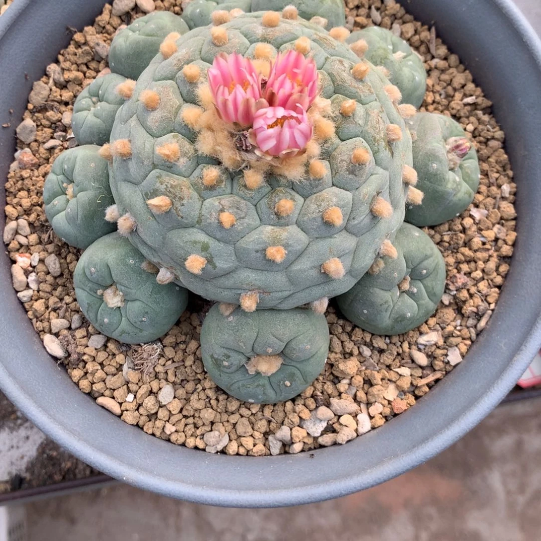 失***站开播福利实生仙人球