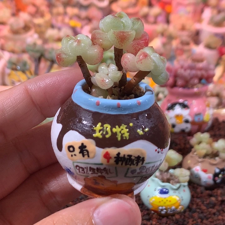 3年庄精品冰透糖心冰玉带盆发货