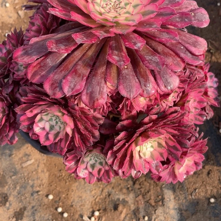 菩*?725多肉植物红铜白