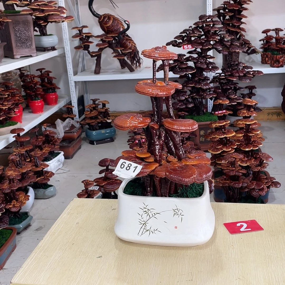 无花朵681号8888888