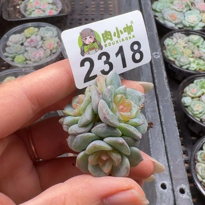 萌***山多肉植物多肉植物