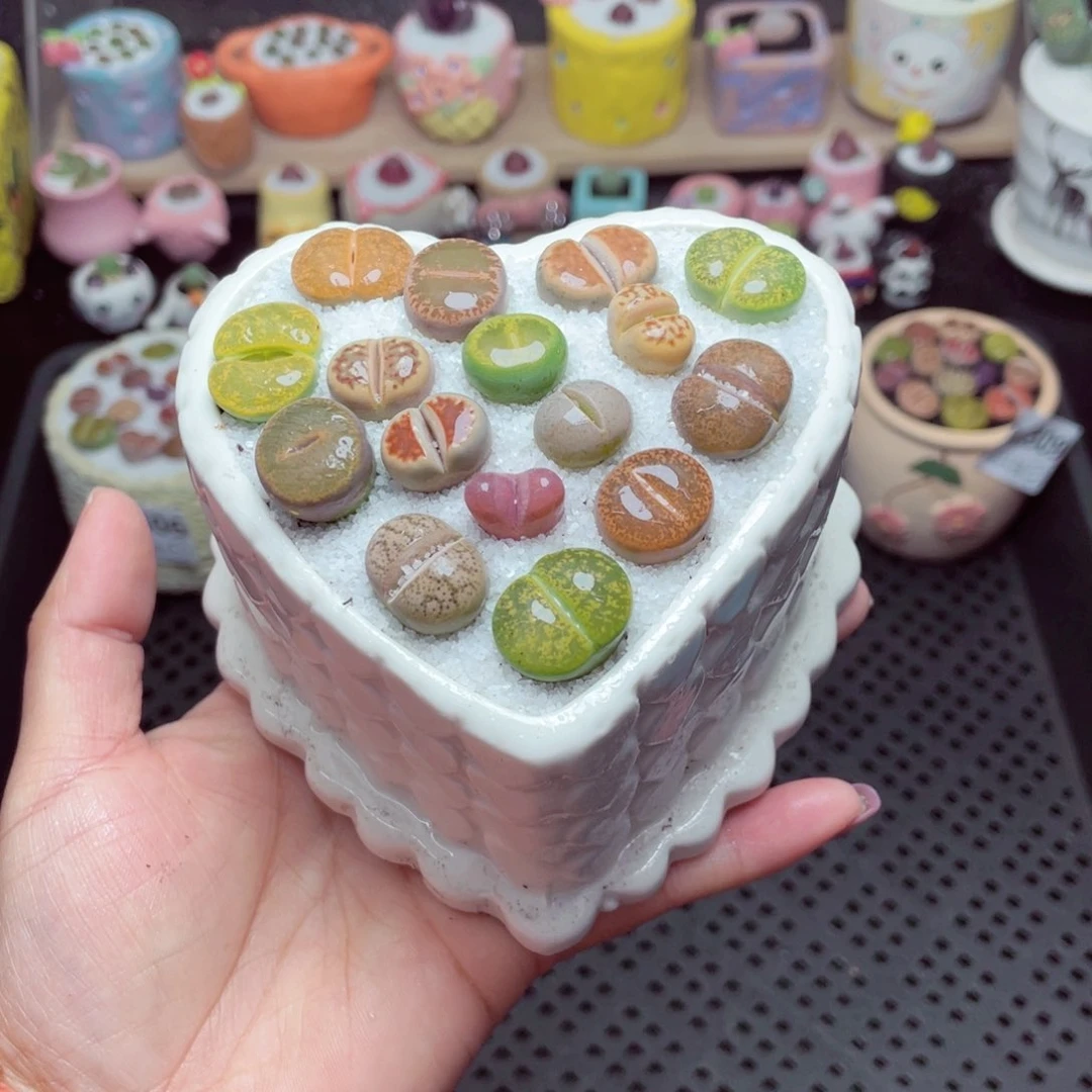 w9310 带盆土发货-零下地区拍保温箱