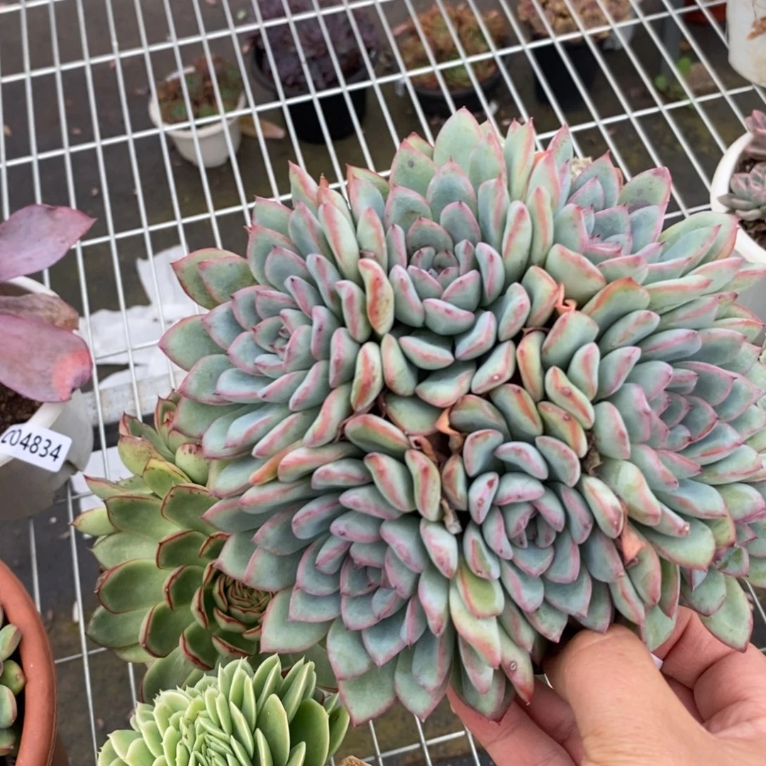 4838荷花一物一拍