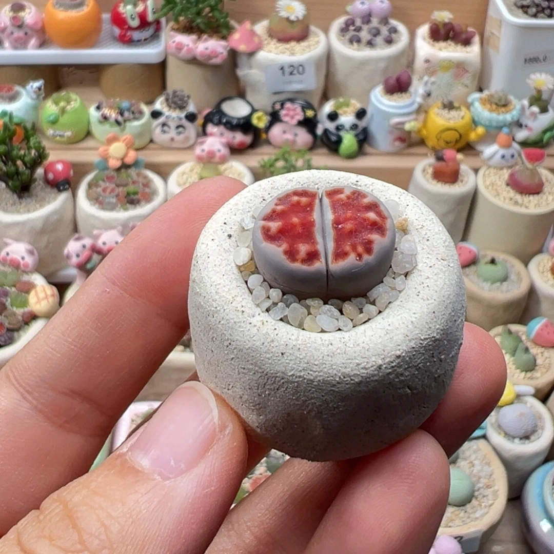 多肉植物131号红窗