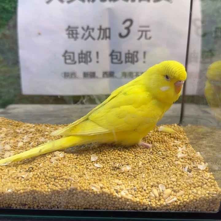 虎皮鹦鹉大头虎皮鹦鹉