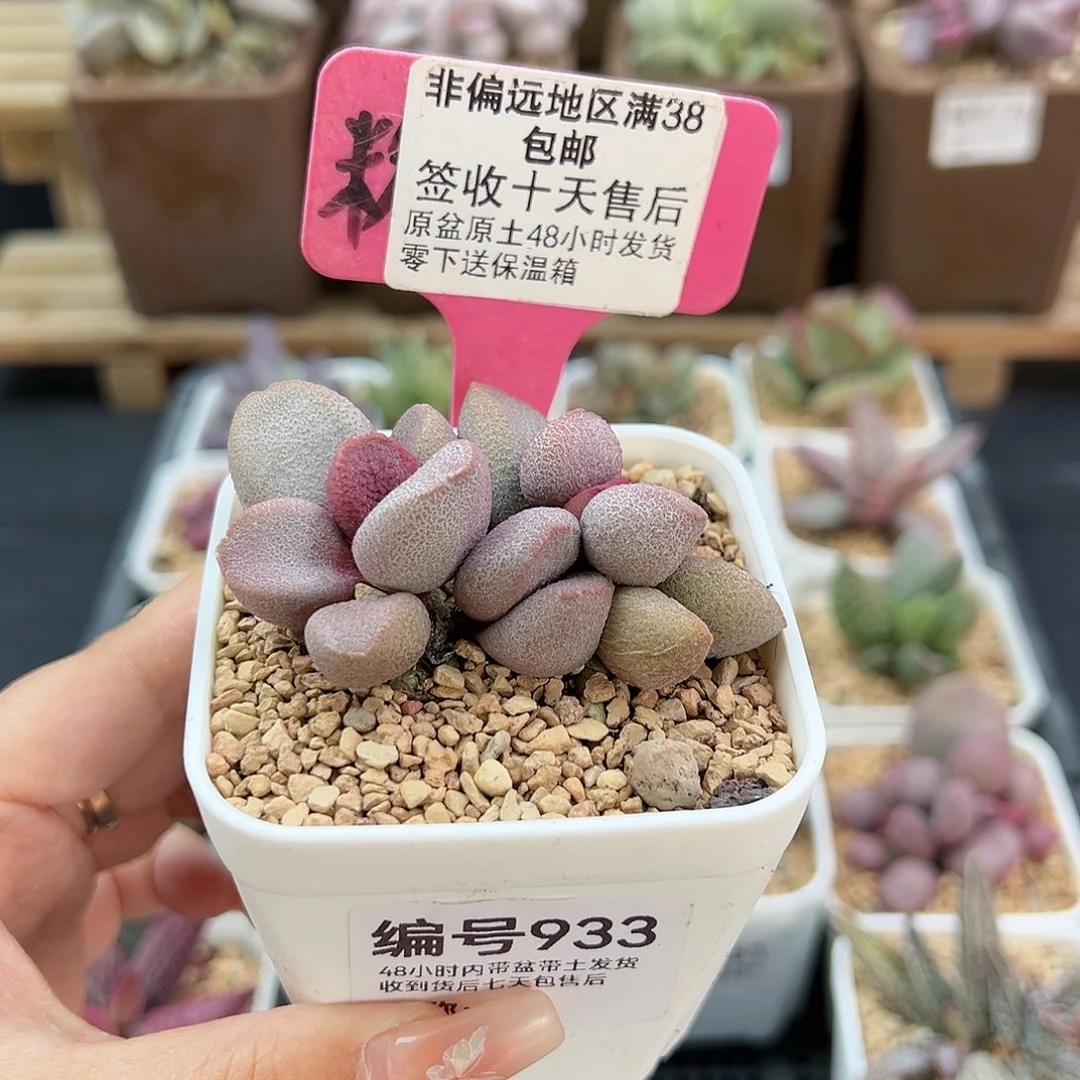 933甜心多肉植物