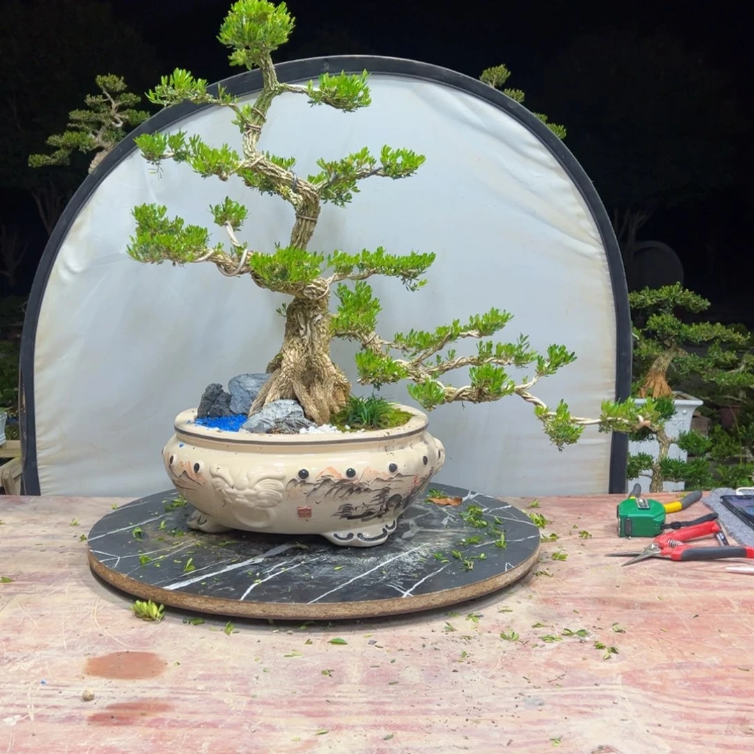 无花朵广东皱皮雀舌黄杨