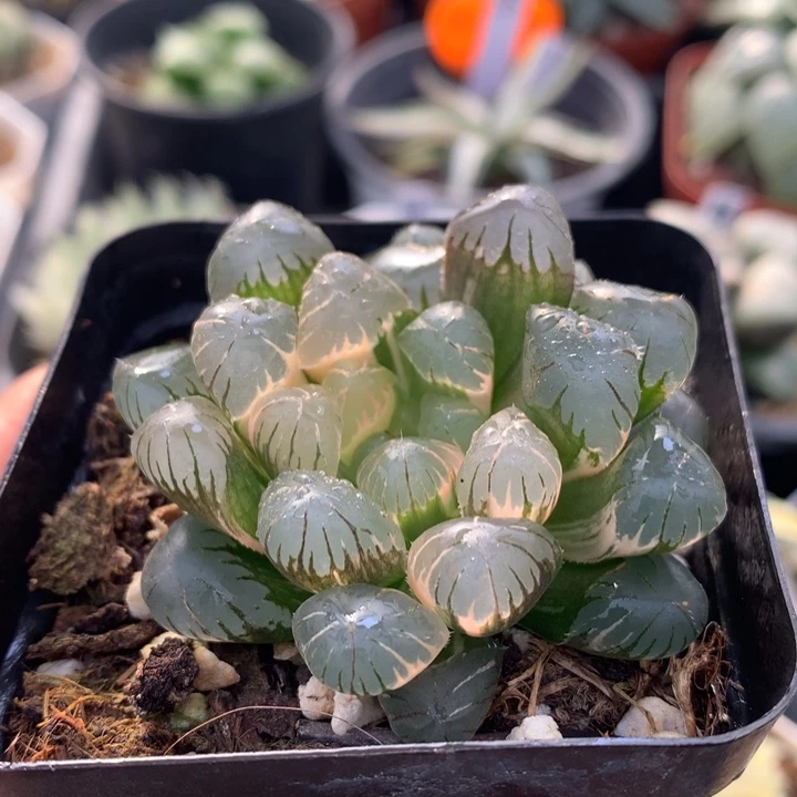 冰灯玉露锦，带盆fahuo