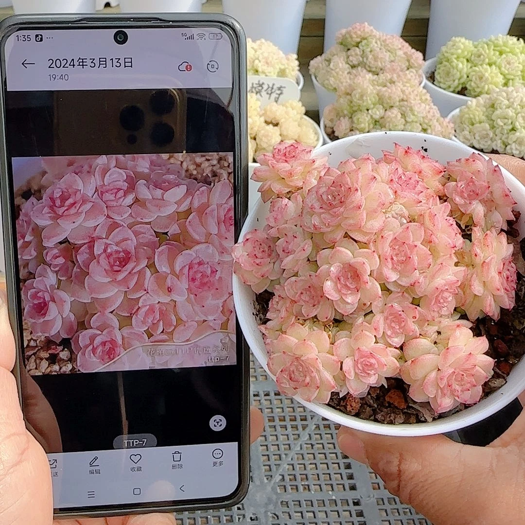 1227-41（ttp-7）优选