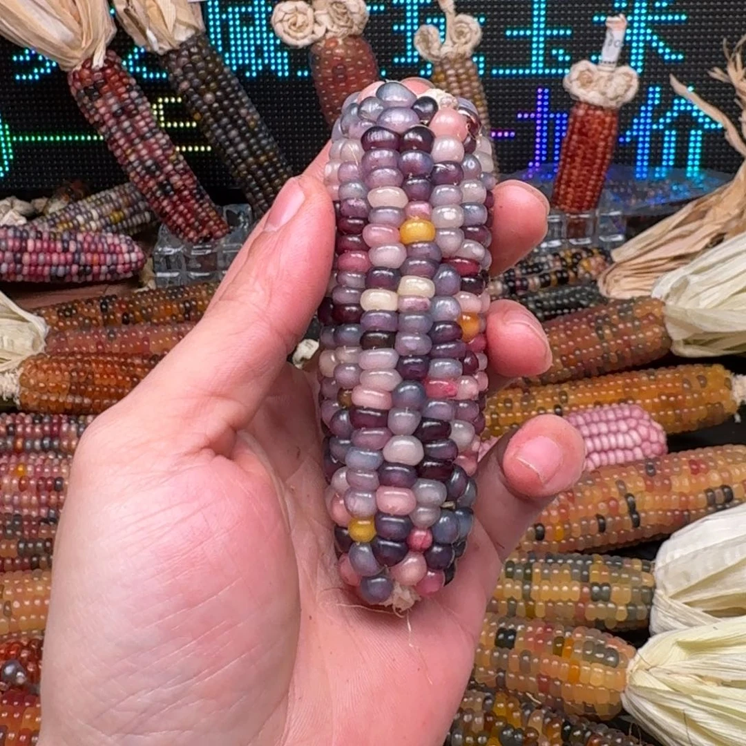 柏香籽/百香籽吊坠瑶*万