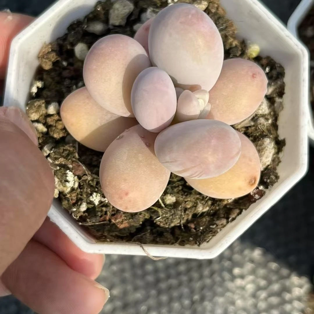 【满9.9包邮】冰淇淋奶酪6.5㎝盆多肉植物以直播间展示为主