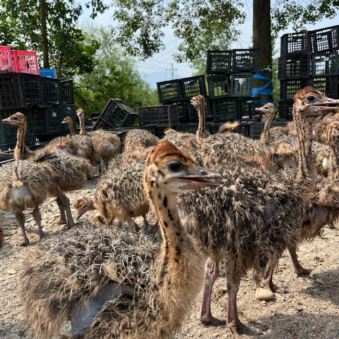 宠物文鸟萌鸵 6金 顺丰包邮 公母可选