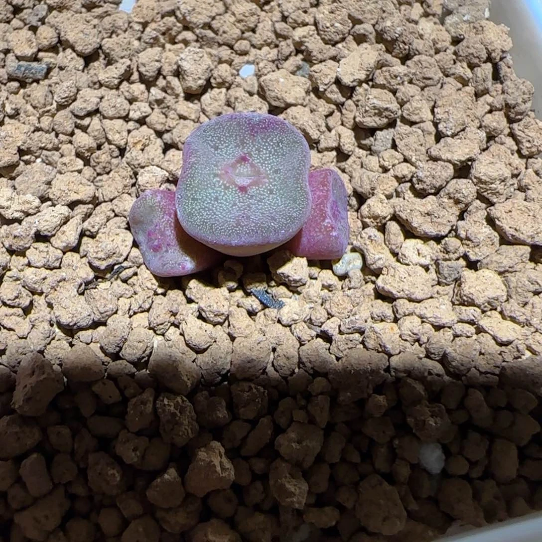 肉锥多肉植物百科-紫方碗1706