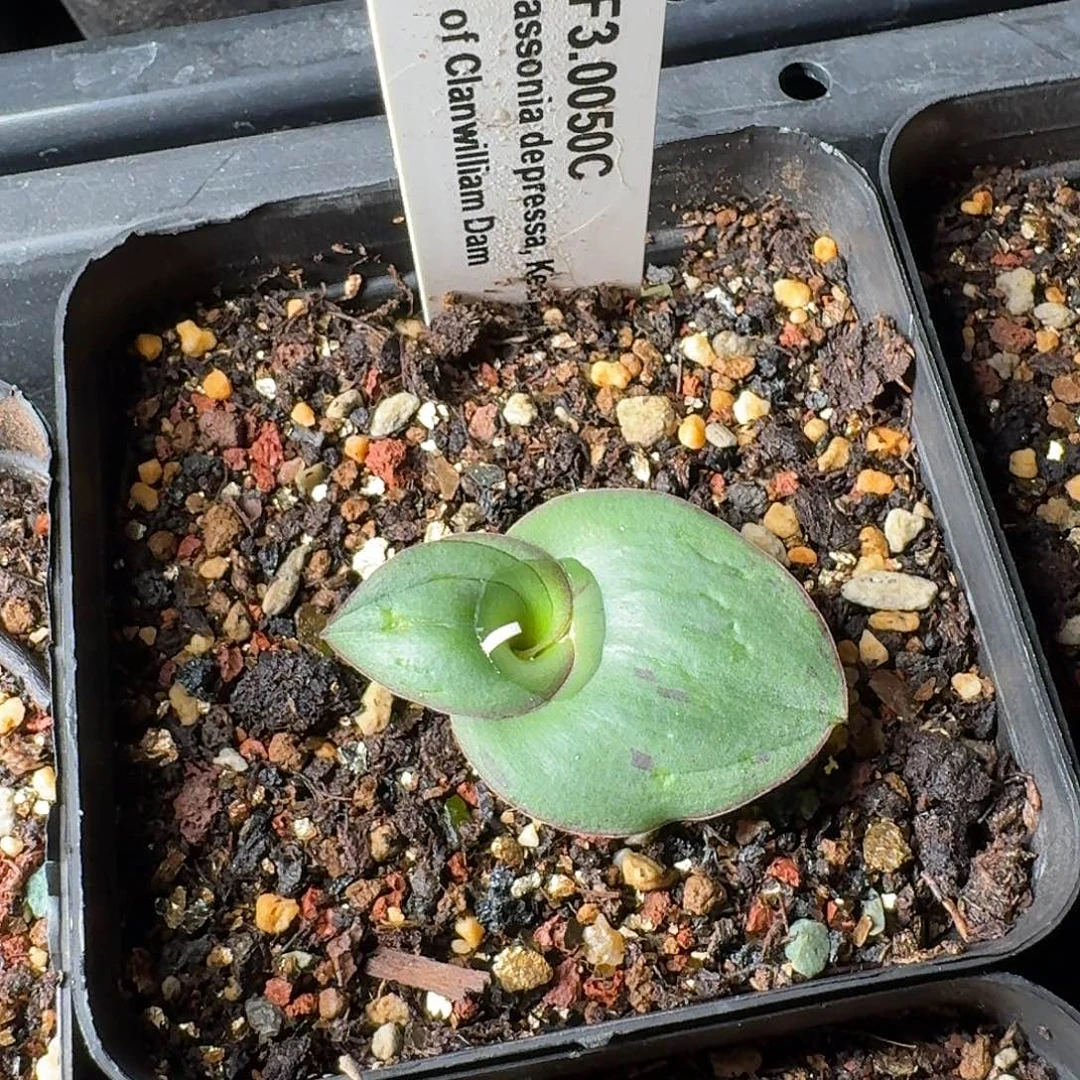 克兰威廉艳镜带盆