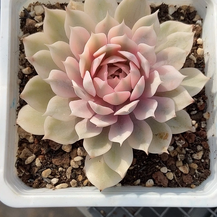 粉蝶覆轮锦多肉植物
