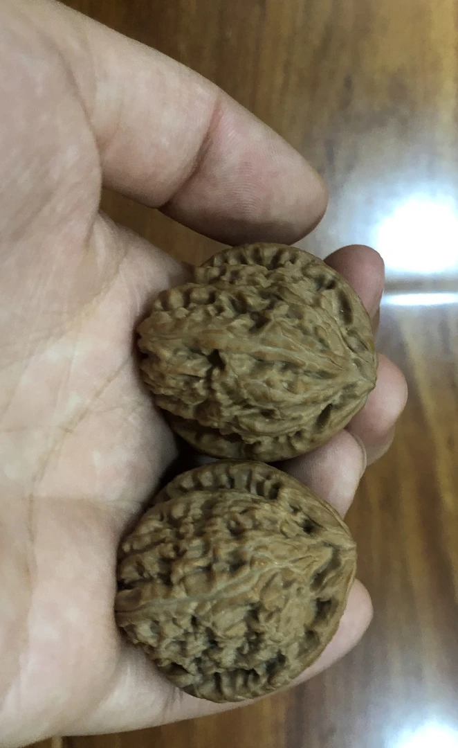 白狮子有黄