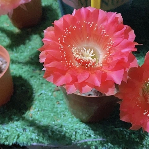 山**曦仙人掌彩草5 cm左右B 104