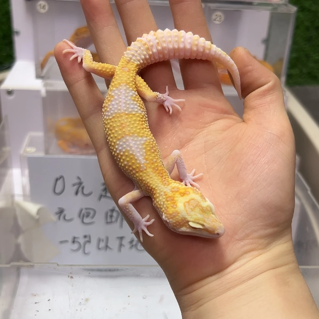 豹纹守宫豹纹守宫