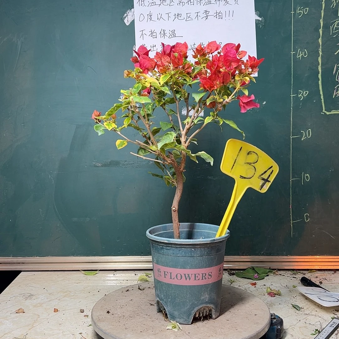 完全开放造型 香港丽人 134