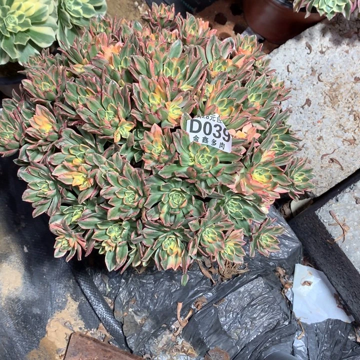 云***舒039多肉植物一物一拍