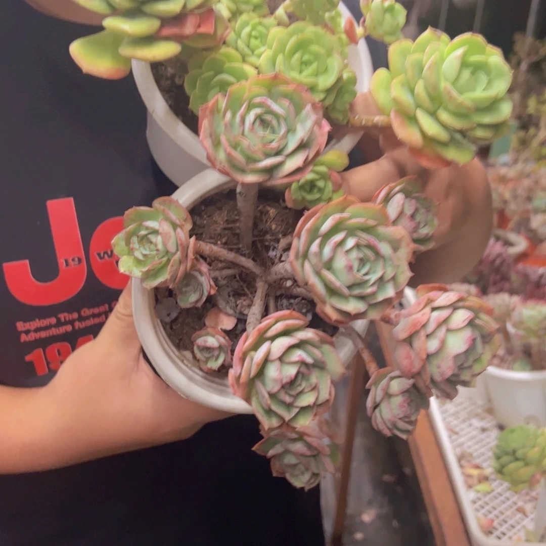 一盆尼克莎娜玫瑰，一盆克罗地亚玫瑰