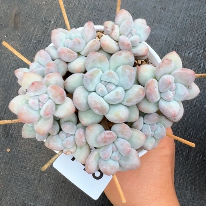 香水群生整装无砍韩版专拍         多肉植物