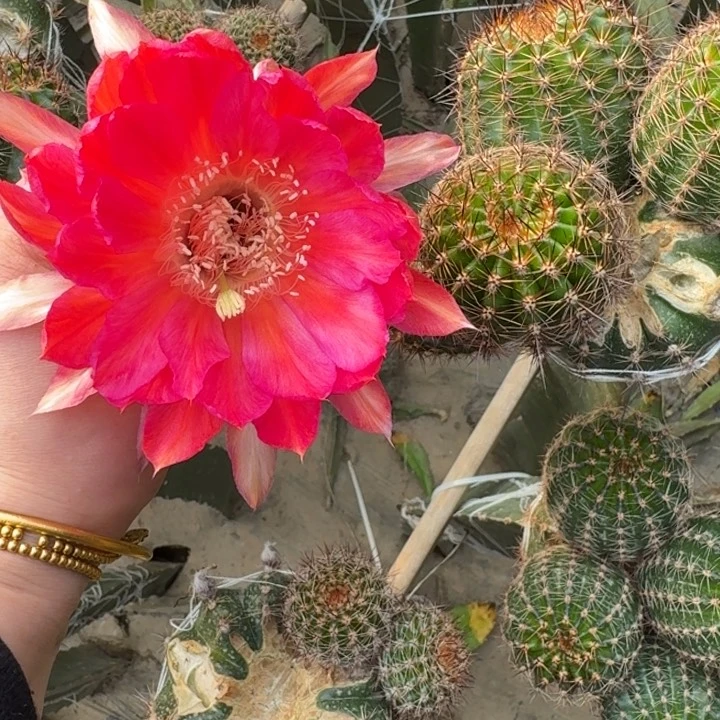 202彩草40歪无根侧牙5公分左右