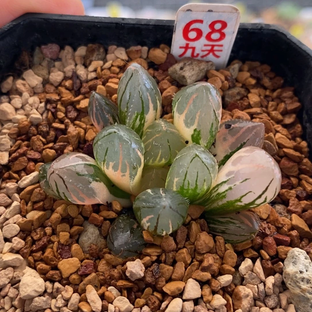 68号oh3玉露锦带盆