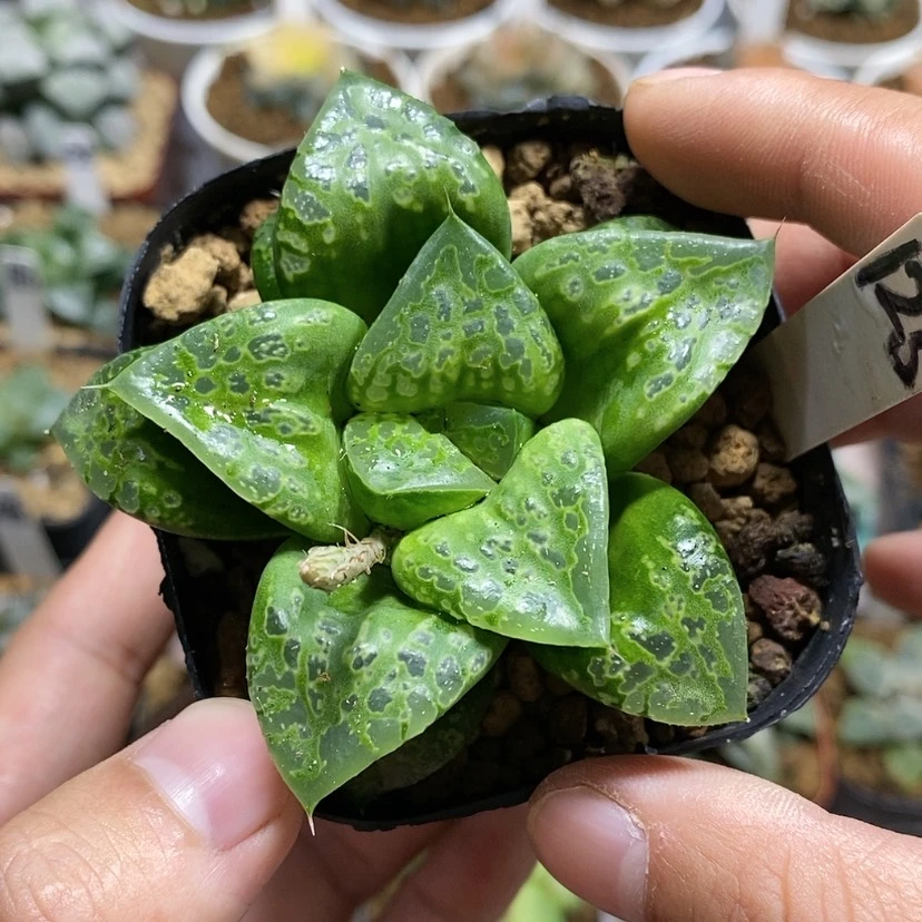 【闪购商品】125假面