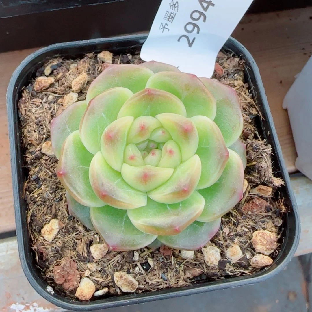 X7 ，2994多肉植物