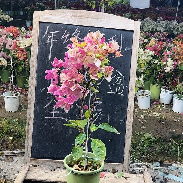 完全开放三角梅金边红樱