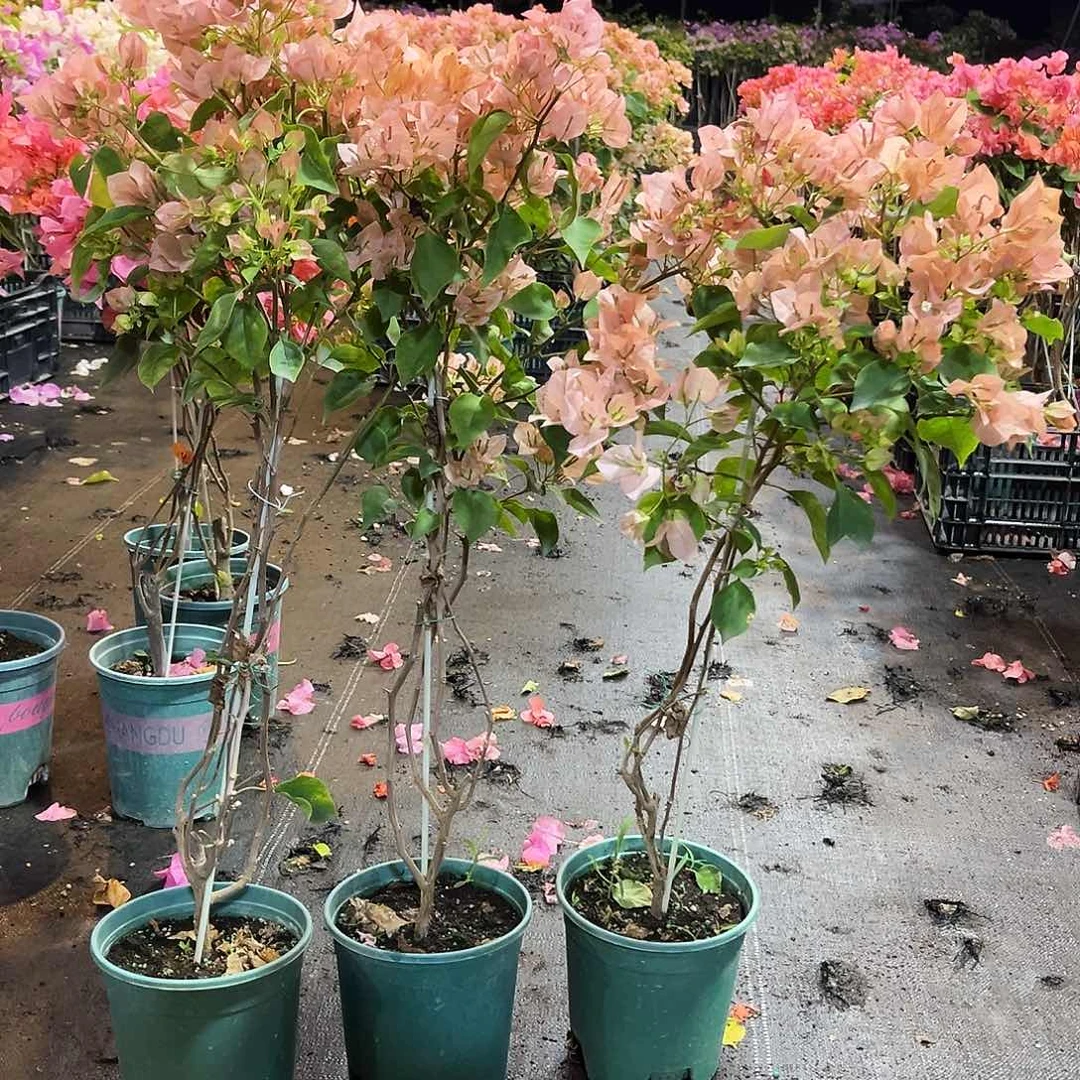 大部分花苞少量开放马斯带竹一颗