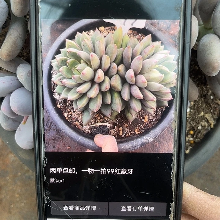 两单包邮，一物一拍，99红象牙