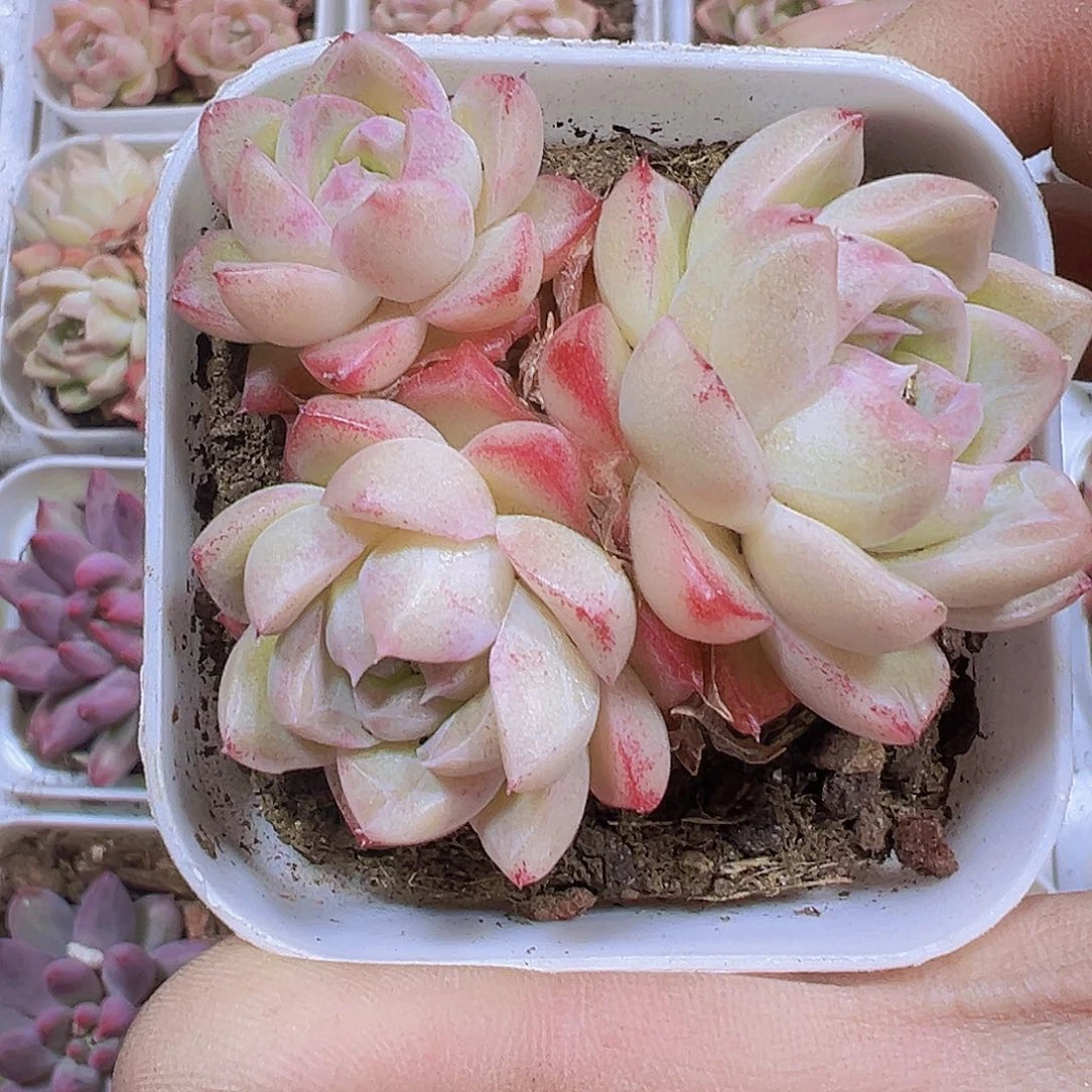 边线女王群生19包邮